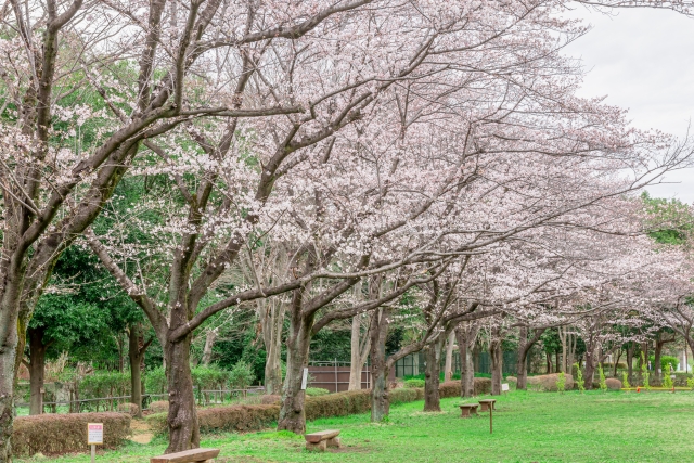 桶川城山公園の桜並木／埼玉県桶川市